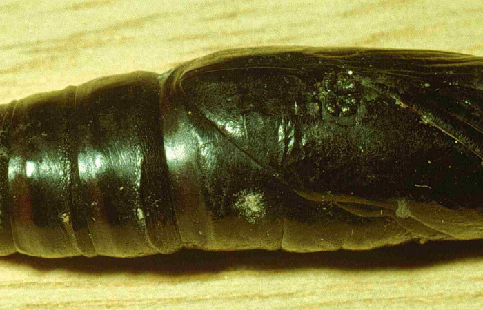 Fig.11. Pupa de <i>Aellopos titan</i></i> (Sphingidae), vista semiventral, esta pupa además está parasitada. Voucher: 92-SRNP-1450-DHJ15157.jpg.