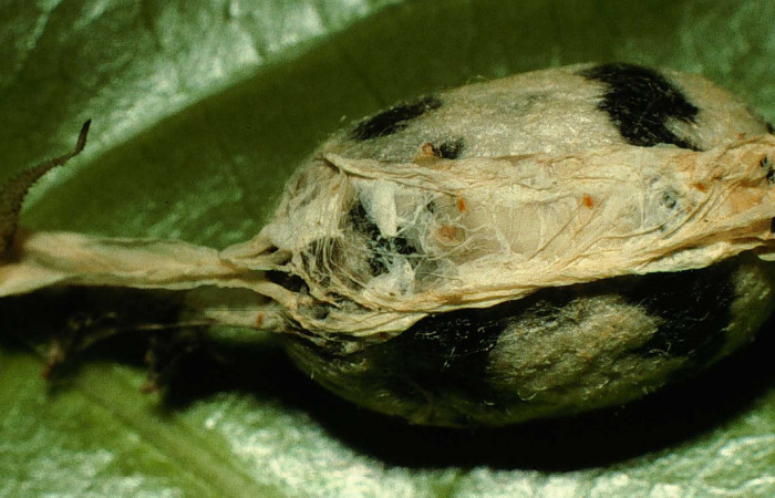 Fig.12. Capullo de parásito de <i>Aellopos titan</i></i> (Sphingidae), Hymenoptera, familia Ichneumonidae, género <i>Cryptophion</i></i> sp. 10mm de longitud. Voucher: 98-SRNP-3206-DHJ44680.jpg.