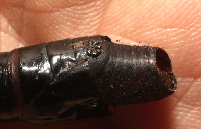 Fig.14. Pupario de Tachinidae, <i>Belvosia</i></i> sp. Parásito de una pupa de <i>Aellopos titan</i></i> (Sphingidae). Voucher: 13-SRNP-15205-DHJ804515.jpg.