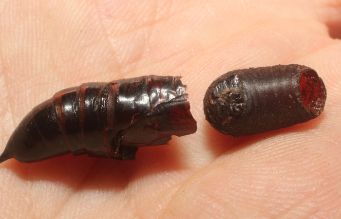 Fig.15. Pupario de Tachinidae, <i>Belvosia</i></i> sp. Parásito de una pupa de <i>Aellopos titan</i><i> (Sphingidae). Voucher: 13-SRNP-15205-DHJ804517.jpg.