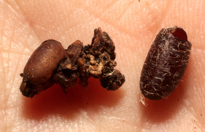 Fig.16. Pupario de Tachinidae, <i>Chetogena</i></i> sp. Parásito de una pupa de <i>Aellopos titan</i></i> (Sphingidae). Voucher: 13-SRNP-16408-DHJ804546.jpg.