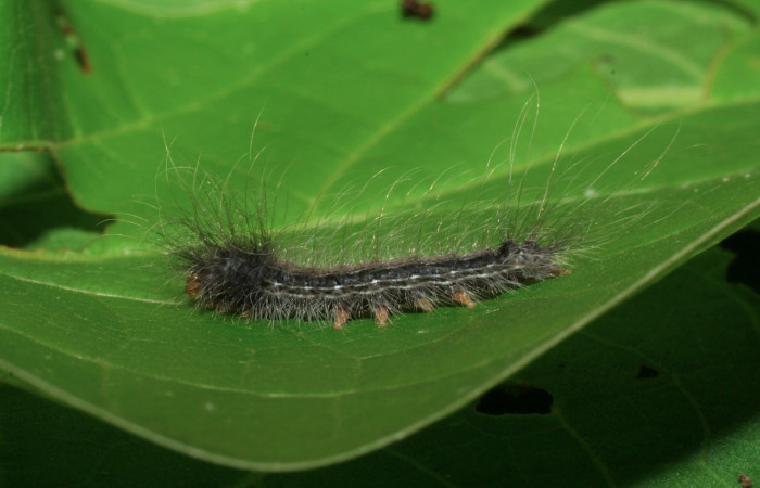 Fig. 1. Larva de <i>Olceclostera irrorata</i></i> (Bombycidae), comiendo <i>Lundia puberula</i></i> (Bignoniaceae). Voucher: 06-SRNP-32759-DHJ420837.