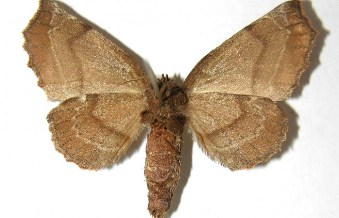 Fig. 18. Hembra de <i>Olceclostera irrorata</i></i> (Bombycidae), vista ventral. Voucher: 06-SRNP-4339-DHJ350055.