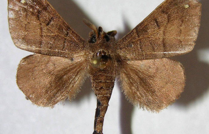 Fig. 15. Macho de <i>Olceclostera irrorata</i></i> (Bombycidae), vista dorsal. Voucher: 06-SRNP-65042-DHJ360134.