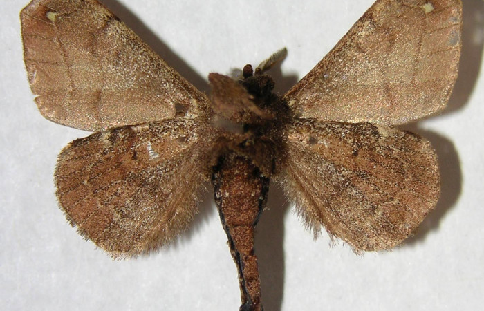 Fig. 16. Macho de <i>Olceclostera irrorata</i></i> (Bombycidae), vista ventral. Voucher: 06-SRNP-65042-DHJ360135.