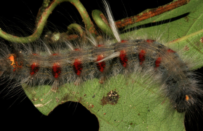 Fig. 8. Vista de mechones sobre el dorso de larva <i>Olceclostera irrorata</i></i> (Bombycidae), comiendo <i>Anemopaegma orbiculatum</i></i> (Bignoniaceae). Voucher: 08-SRNP-4240-DHJ437457.