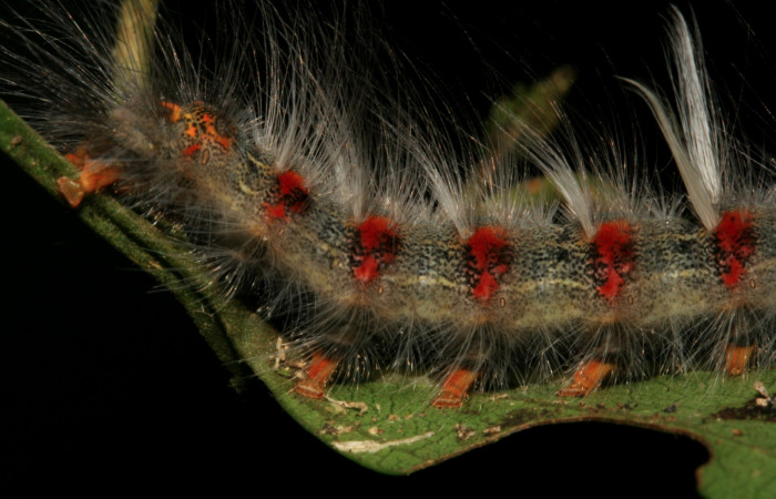 Fig. 10. Detalle de coloración en la parte posterior lateral en larva <i>Olceclostera irrorata</i></i> (Bombycidae). Voucher: 08-SRNP-4240-DHJ437461.