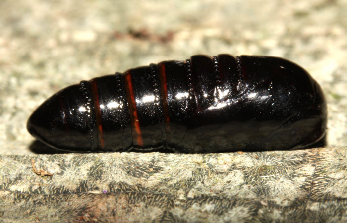 Fig. 13. Pupa de <i>Olceclostera irrorata</i></i> (Bombycidae). Vista lateral. Voucher: 13-SRNP-31627-DHJ720079.