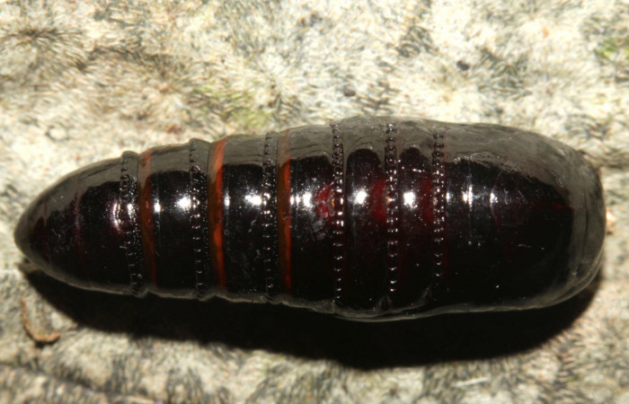 Fig. 14. Pupa de <i>Olceclostera irrorata</i></i> (Bombycidae). Vista dorsal. Voucher: 13-SRNP-31627-DHJ720080.