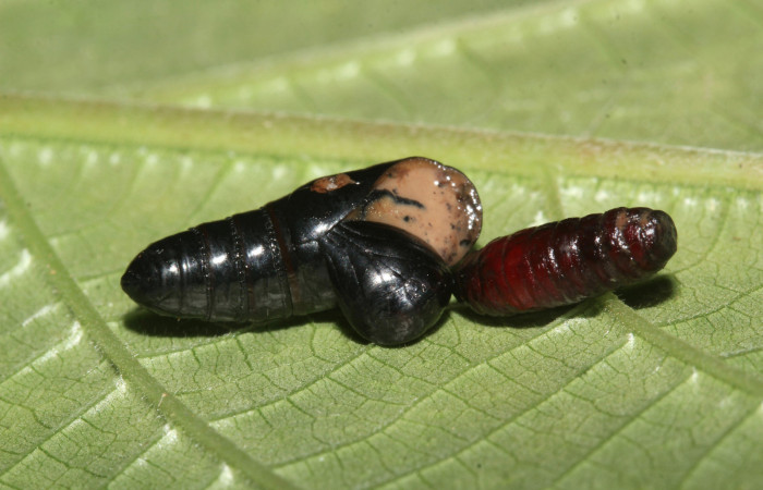 Fig. 12. Pupa de <i>Olceclostera irrorata</i></i> (Bombycidae), con pupario de larva parasita de la familia Tachinidae. Voucher: 18-SRNP-30026-DHJ43327.