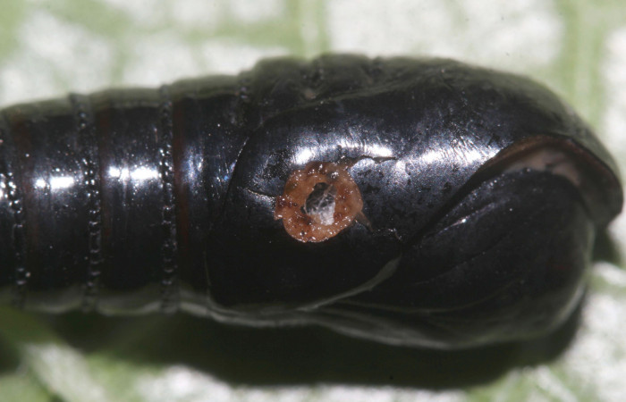Fig. 11. Pupa de <i>Olceclostera irrorata</i></i> (Bombycidae). Parasitada por larva de mosca de la familia Tachinidae. Voucher: 18-SRNP-30026-DHJ43328.