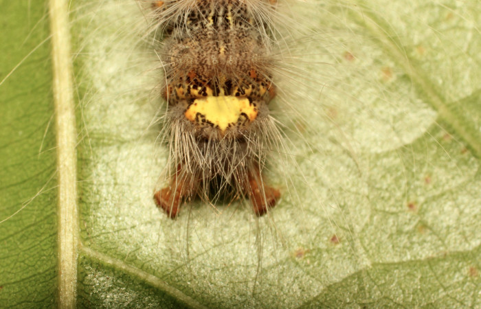 Fig. 5. Detalle de área posterior en larva <i>Olceclostera irrorata</i></i> (Bombycidae), comiendo <i>Lundia puberula</i></i> (Bignoniaceae). Voucher: 19-SRNP-65216-DHJ772041.