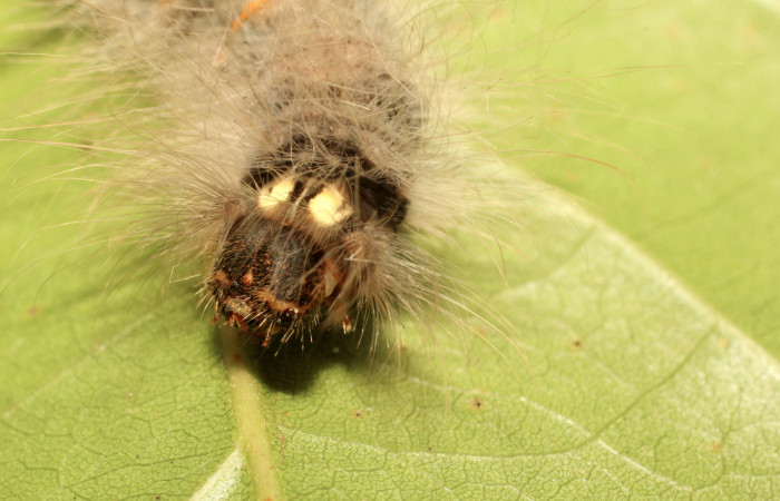 Fig. 4. Detalle de puntos amarillos detrás de cabeza en larva <i>Olceclostera irrorata</i></i> (Bombycidae), comiendo <i>Lundia puberula</i></i> (Bignoniaceae). Voucher: 19-SRNP-65216-DHJ772043.