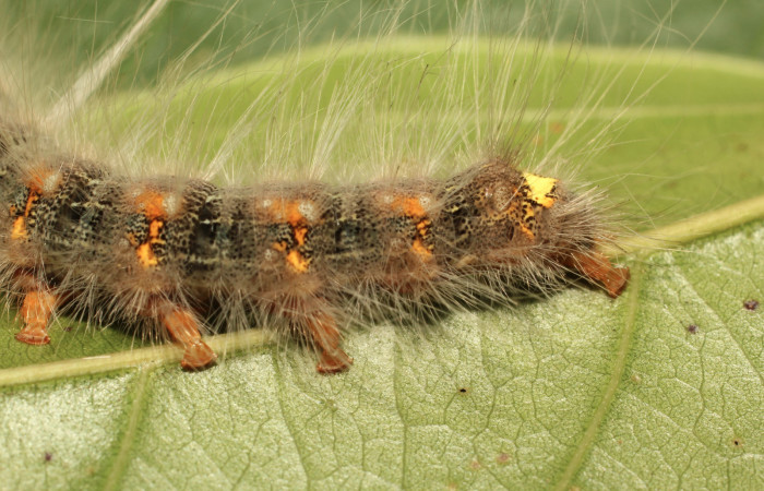 Fig. 9. Detalle de coloración en la parte posterior lateral en larva <i>Olceclostera irrorata</i></i> (Bombycidae). Voucher: 19-SRNP-65216-DHJ772044.
