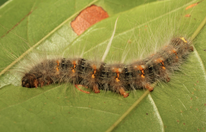 Fig. 3. Larva de <i>Olceclostera irrorata</i></i> (Bombycidae), comiendo <i>Lundia puberula</i></i> (Bignoniaceae). Voucher: 19-SRNP-65216-DHJ772045.
