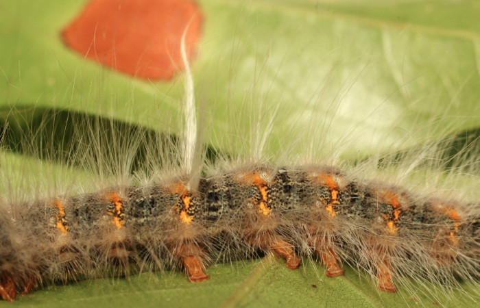 Fig. 7. Detalle de mechones blancos sobre dorso central en larva <i>Olceclostera irrorata</i></i> (Bombycidae). Voucher: 19-SRNP-65216-DHJ772046.