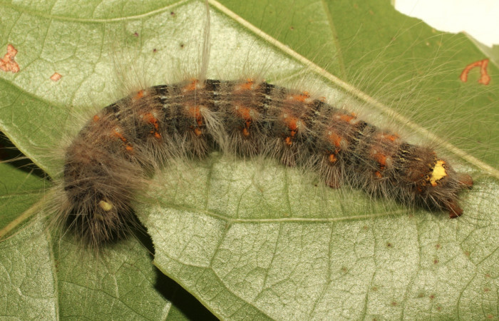 Fig. 2. Larva de <i>Olceclostera irrorata</i></i> (Bombycidae), comiendo <i>Lundia puberula</i></i> (Bignoniaceae). Voucher: 19-SRNP-65216-DHJ772047.