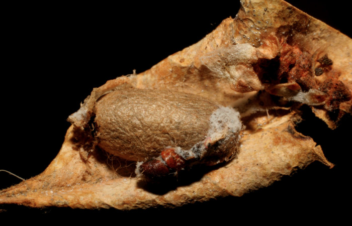 Figura 12. Capullo de parásito </i>Microcharops longiterebra</i> (Ichneumonidae) que ataca <i>Cicinnus camarinus</i></i> (Mimallonidae), localidad Estación Pitilla, Sector Pitilla ACG (675m). Voucher: 05-SRNP-31793-DHJ415463.jpg.