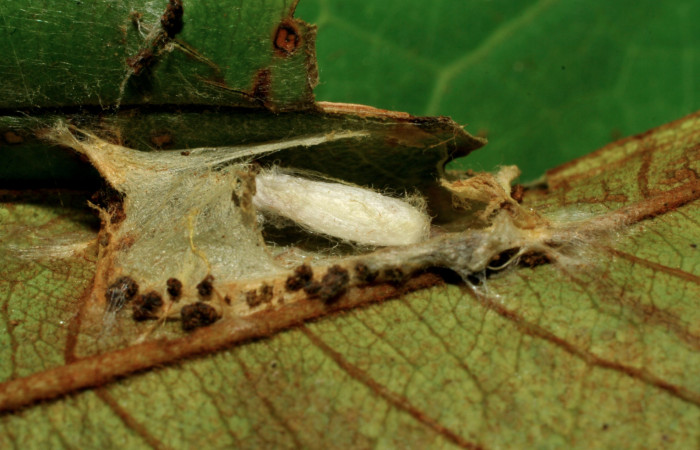 Figura 13. Capullo de parásito desconocido (Braconidae) que ataca <i>Cicinnus camarinus</i></i> (Mimallonidae), localidad Casa Roberto, Sector Pitilla ACG (520m). Voucher: 07-SRNP-32887-DHJ427156.jpg.
