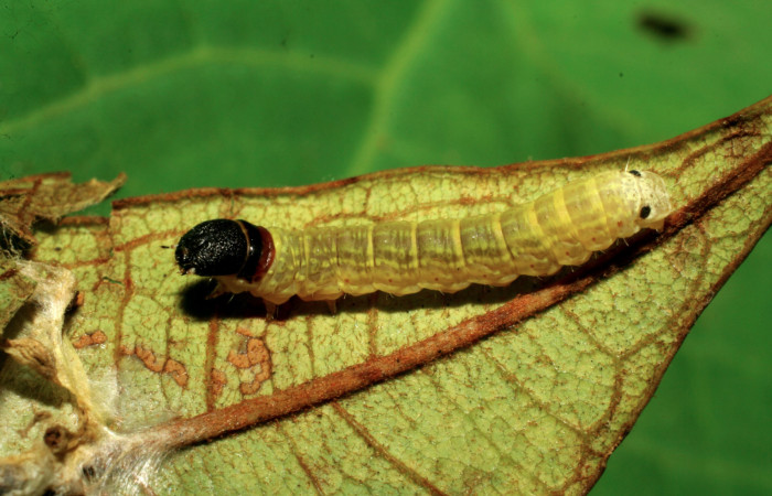 Figura 5. Larva <i>Cicinnus camarinus</i></i> (Mimallonidae), penúltimo estadío (PU) vista dorsal, localidad Casa Roberto, Sector Pitilla ACG (520m). Voucher: 07-SRNP-32887-DHJ427157.jpg.