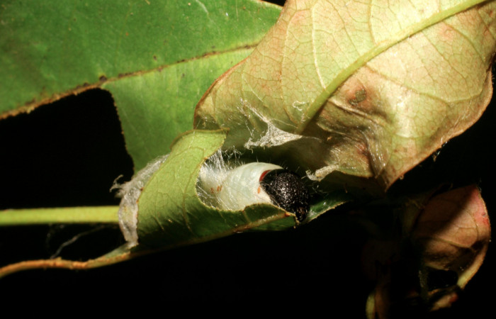 Figura 2. Larva <i>Cicinnus camarinus</i></i> (Mimallonidae), tercer estadío (PPU) vista de capullo, localidad Casa Roberto, Sector Pitilla ACG (520m). Voucher: 07-SRNP-32957-DHJ427315.jpg.