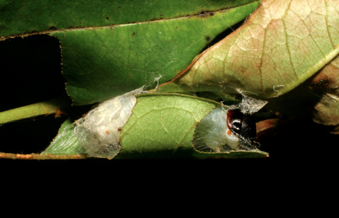 Figura 3. Larva <i>Cicinnus camarinus</i></i> (Mimallonidae), tercer estadío (PPU) vista capullo, localidad Casa Roberto, Sector Pitilla ACG (520m). Voucher: 07-SRNP-32957-DHJ427316.jpg.