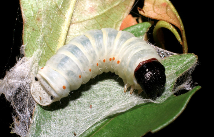 Figura 6. Larva <i>Cicinnus camarinus</i></i> (Mimallonidae), último estadío (U) vista dorsal, localidad Casa Roberto, Sector Pitilla ACG (520m). Voucher: 07-SRNP-32957-DHJ427327.jpg.