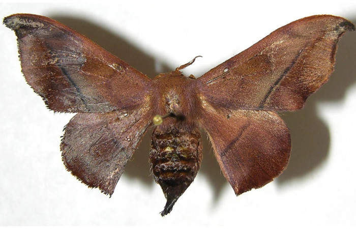 Figura 10. Adulto de <i>Cicinnus camarinus</i></i> (Mimallonidae), hembra vista dorsal, localidad Loaciga, Sector Pitilla ACG (445m). Voucher: 07-SRNP-32989-DHJ381092.jpg.