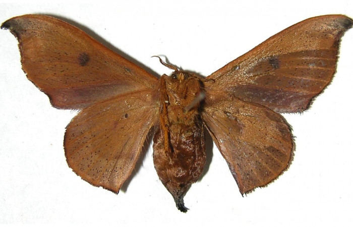 Figura 11. Adulto de <i>Cicinnus camarinus</i></i> (Mimallonidae), hembra vista ventral, localidad Loaciga, Sector Pitilla ACG (445m). Voucher: 07-SRNP-32989-DHJ381093.jpg.