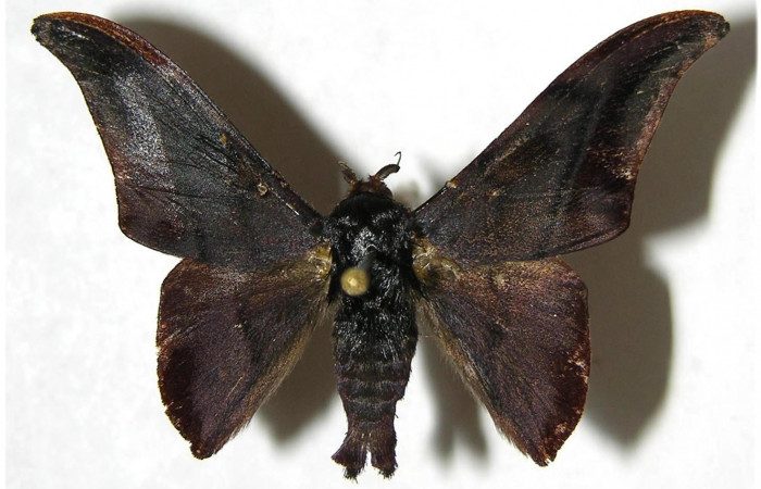 Figura 8. Adulto de <i>Cicinnus camarinus</i></i> (Mimallonidae), macho vista dorsal, localidad Loaciga, Sector Pitilla ACG (445m). Voucher: 07-SRNP-32991-DHJ381106.jpg.