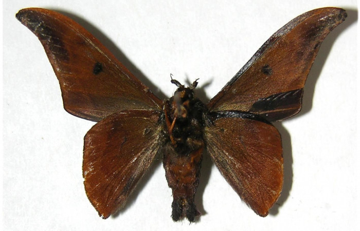 Figura 9. Adulto de <i>Cicinnus camarinus</i></i> (Mimallonidae), macho vista ventral, localidad Loaciga, Sector Pitilla ACG (445m). Voucher: 07-SRNP-32991-DHJ381107.jpg.