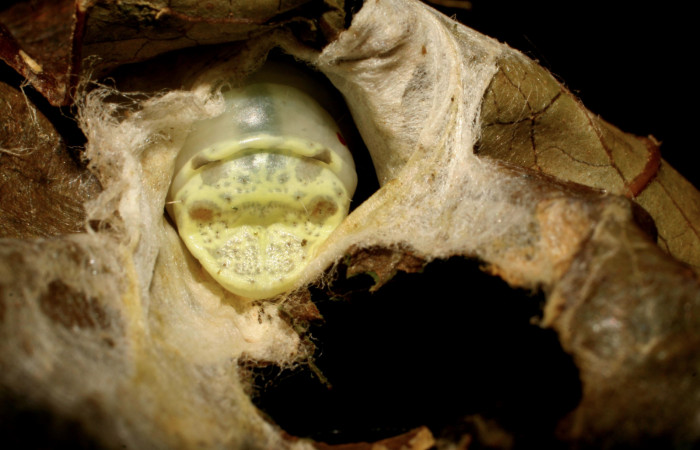 Figura 16. Larva <i>Cicinnus</i></i> Janzen04 (Mimallonidae), último estadío (U), localidad Roca Verde, Sector Cacao ACG (760m). Voucher: 07-SRNP-45643-DHJ428219.jpg.