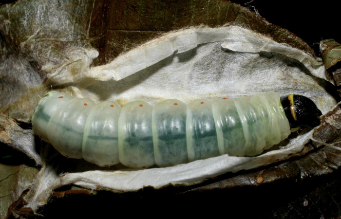 Figura 15. Larva <i>Cicinnus</i></i> Janzen04 (Mimallonidae), último estadío (U) vista dorsal, localidad Roca Verde, Sector Cacao ACG (760m). Voucher: 07-SRNP-45643-DHJ428231.jpg.
