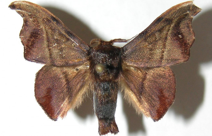 Figura 17. Adulto de <i>Cicinnus</i></i> Janzen04 (Mimallonidae), vista dorsal, localidad Roca Verde, Sector Cacao ACG (760m). Voucher: 07-SRNP-45723-DHJ388986.jpg.