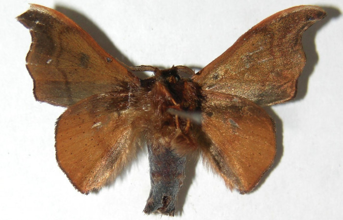 Figura 18. Adulto de <i>Cicinnus</i></i> Janzen04 (Mimallonidae), vista ventral, localidad Roca Verde, Sector Cacao ACG (760m). Voucher: 07-SRNP-45723-DHJ388987.jpg.