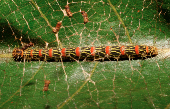 Figura 20. Larva <i>Cicinnus</i></i> Janzen09 (Mimallonidae), último estadío (U) vista dorsal, localidad Piedrona, Estación Brasilia ACG (340m). Voucher: 07-SRNP-66033-DHJ435357.jpg.