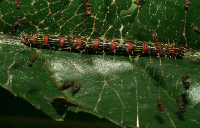 Figura 19. Larva <i>Cicinnus</i></i> Janzen07 (Mimallonidae), último estadío (U) vista dorsal, localidad Ingas, Sector Pitilla ACG (580m). Voucher: 09-SRNP-30900-DHJ458328.jpg.