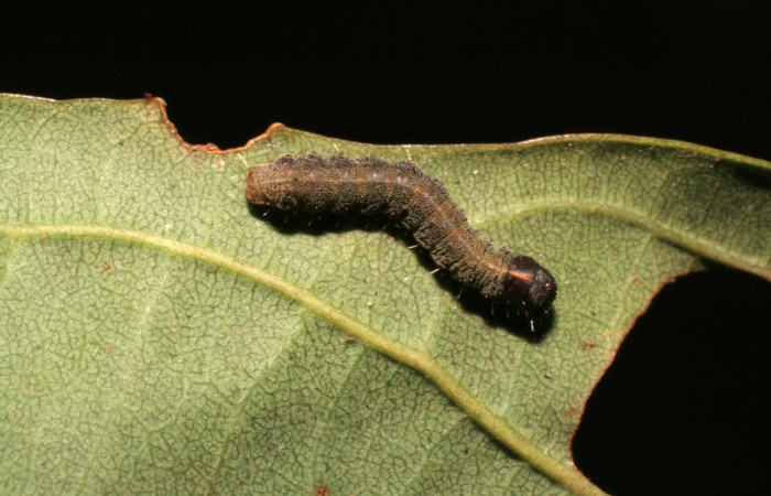 Figura 21. Larva <i>Cicinnus</i></i> Biolep07 (Mimallonidae), tercer estadío (PPU) vista dorsal, localidad Vochysia, Sector Rincón Rain Forest ACG (320m). Voucher: 09-SRNP-40333-DHJ451590.jpg.
