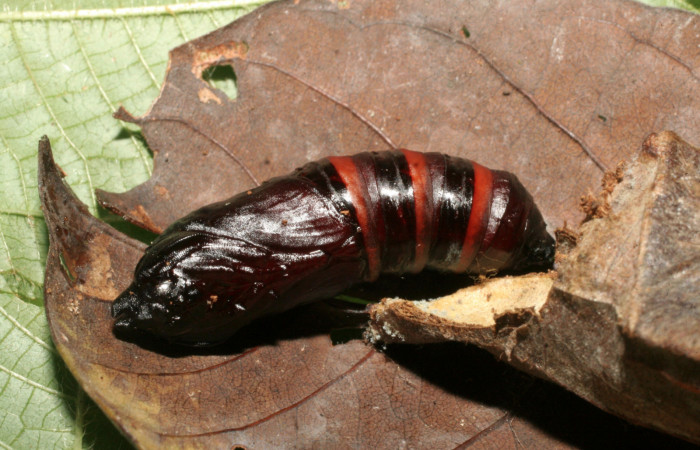 Figura 7. Pupa de <i>Cicinnus</i></i> Biolep07 (Mimallonidae) vista dorsal, localidad Vochysia, Sector Rincón Rain Forest ACG (320m). Voucher: 09-SRNP-40333-DHJ456812.jpg.