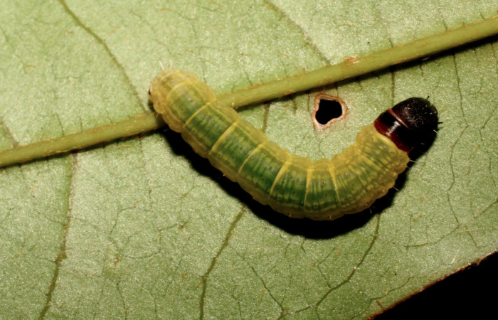 Figura 4. Larva <i>Cicinnus camarinus</i></i> (Mimallonidae), tercer estadío (PPU) vista dorsal, localidad Conguera, Sector Rincón Rain Forest ACG (420m). Voucher: 09-SRNP-41511-DHJ466422.jpg.