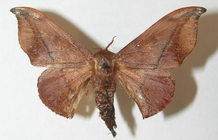 Figura 1. Adulto de <i>Cicinnus camarinus</i></i> (Mimallonidae), vista dorsal, localidad Quebradona Estación Quica, Sector Pitilla ACG (475m). Voucher: 10-SRNP-72574-DHJ538460.jpg.