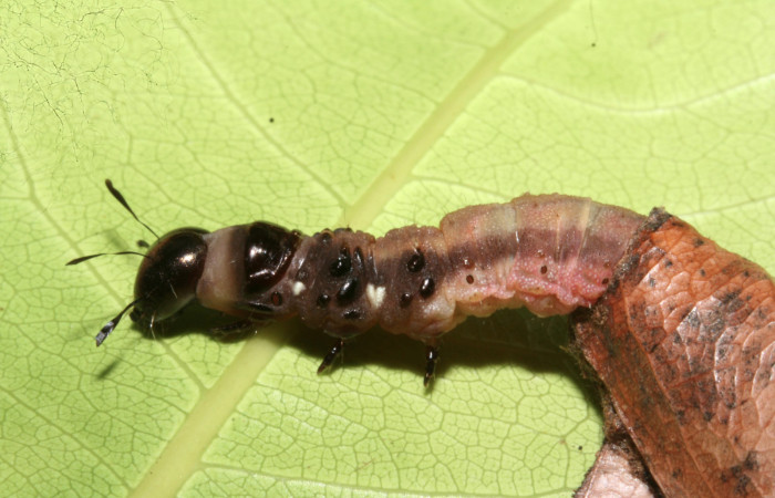 Figura 22. Larva <i>Cicinnus</i></i> Janzen02 (Mimallonidae), penúltimo estadío (PU) vista lateral, localidad Finca Esmeralda, Sector Rincón Rain Forest ACG (123m). Voucher: 10-SRNP-75427-DHJ474756.jpg.