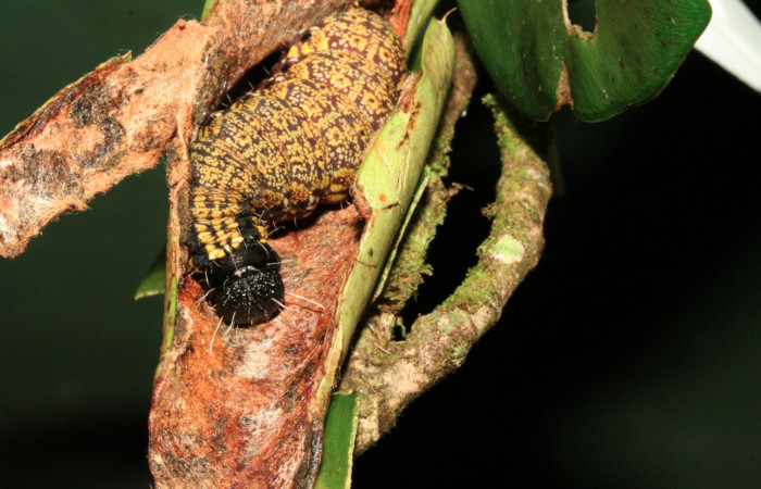 Figura 23. Larva <i>Cicinnus</i></i> Janzen71 (Mimallonidae), último estadío (U) vista dorsal, localidad Puente Palma, Sector San Cristóbal ACG (460m). Voucher: 11-SRNP-3483-DHJ486830.jpg.