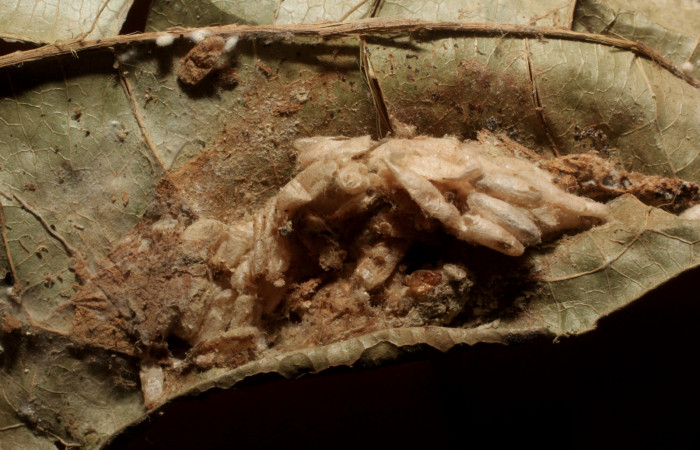 Figura 14. Capullos de parásitos <i>Dolichogenidea</i></i> Janzen40 (Braconidae) que ataca <i>Cicinnus camarinus</i></i> (Mimallonidae), localidad Sendero Laguna, Sector Pitilla ACG (680m). Voucher: 14-SRNP-31249-DHJ804838.jpg.