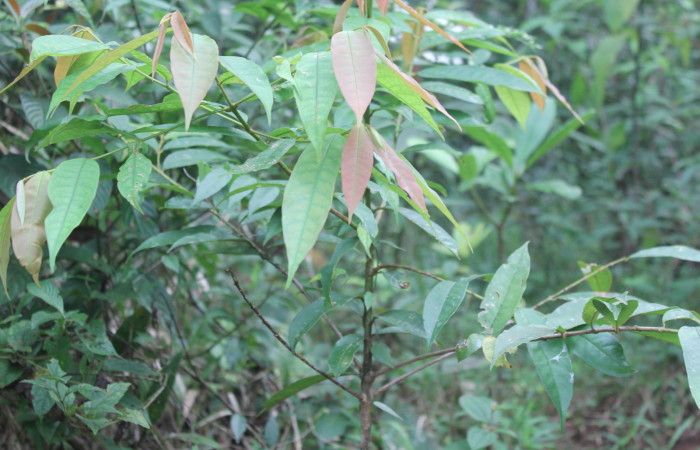 Figura 24. Planta hospedera de <i>Cicinnus camarinus</i></i> (Mimallonidae), planta llamada <i>Vochysia ferruginea</i></i> (Vochysiaceae), localidad Estación Quica, Sector Pitilla ACG (470m), foto: Ricardo Calero 19 Febrero 2020.