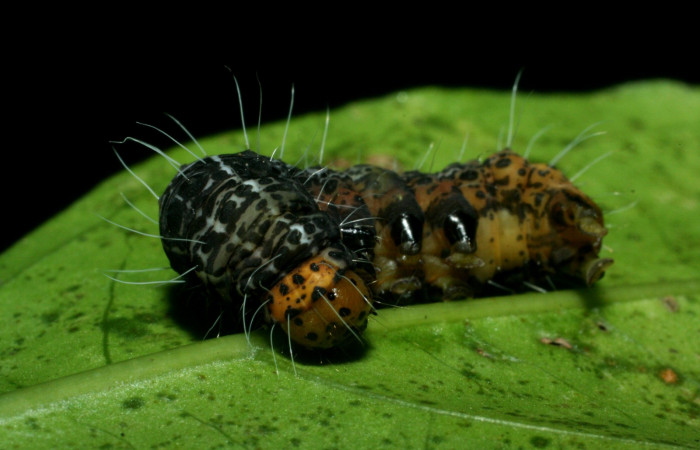  Figura 10. Prepupa <i>Seirocastnia tribuna</i></i>, (Noctuidae), Sector Pailas, Gemelos, (elevación 1276 metros). 2 junio 2009. (09-SRNP-56358-DHJ460298.JPG).