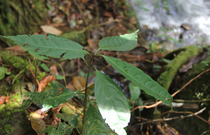 Figura 11. Planta hospedera Neea psychotrioides, (Nyctaginaceae), de <i>Seirocastnia tribuna</i></i>, (Noctuidae). Foto, Anabelle Cordoba, 12 Noviembre 2017.