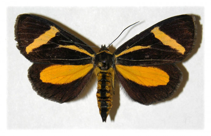 Figura 1. Adulto de <i>Seirocastnia tribuna</i></i> (Noctuidae), hembra, posición dorsal. (01- SRNP-9784-DHJ315172.jpg).