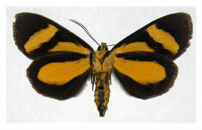Figura 2. Adulto de <i>Seirocastnia tribuna</i></i> (Noctuidae), hembra, posición vista ventral. (01-SRNP-9784-DHJ315173.jpg).
