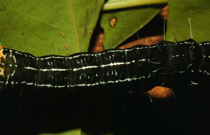 Figura 3. Dorsal entero <i>Seirocastnia tribuna</i></i> (Noctuidae), alimentándose en <i>Neea psychotrioides</i></i> (Nyctaginaceae). Sector El Hacha, Sendero Tigre, (elevación 280 metros). Colectada 27 Junio 1998. (98-SRNP-5255- DHJ45449.jpg).